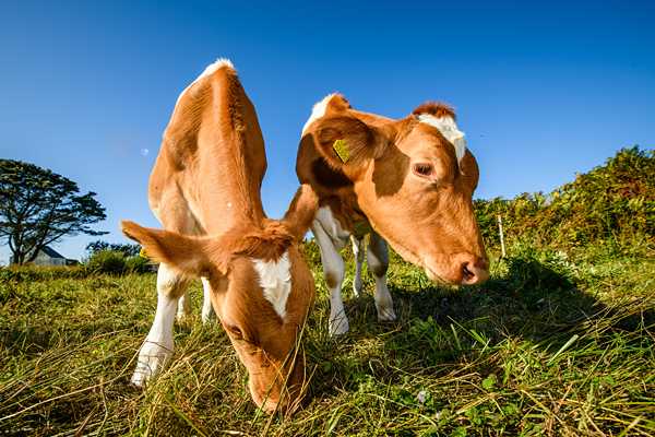 Guernsey mini breaks.